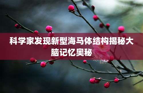 科学家发现新型海马体结构揭秘大脑记忆奥秘
