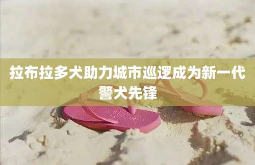 拉布拉多犬助力城市巡逻成为新一代警犬先锋