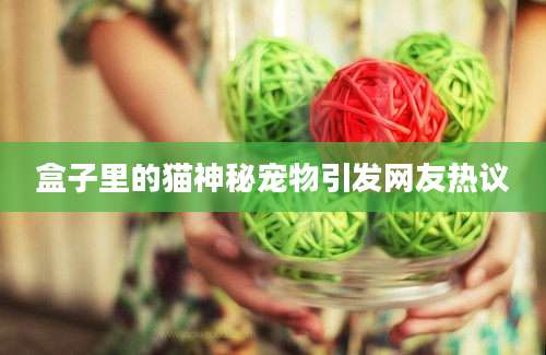 盒子里的猫神秘宠物引发网友热议