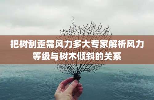 把树刮歪需风力多大专家解析风力等级与树木倾斜的关系
